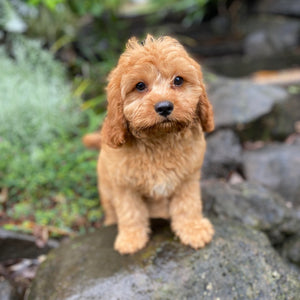 .PRINCE - Male Toy Cavoodle - Ready Now