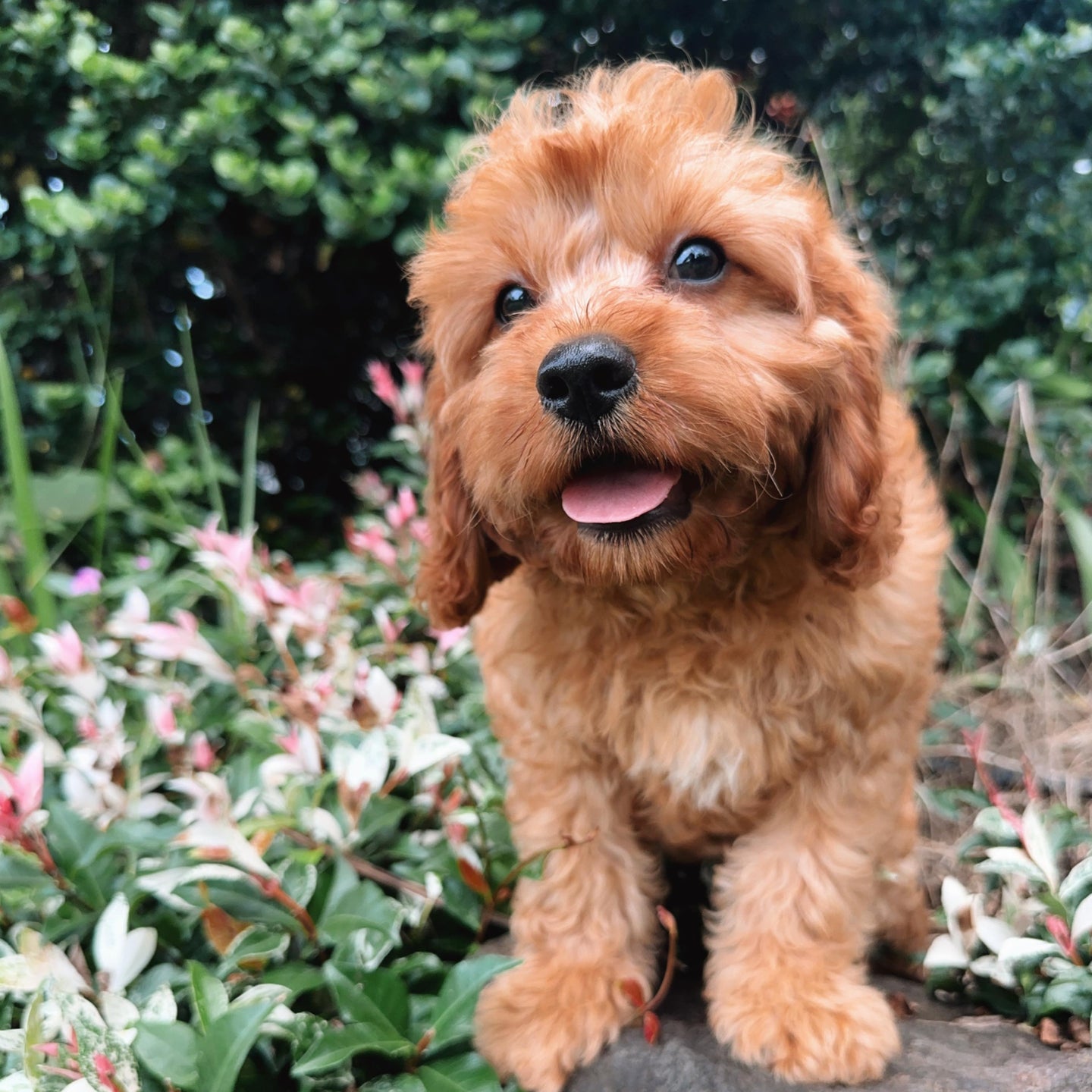 .PRINCE - Male Toy Cavoodle - Ready Now