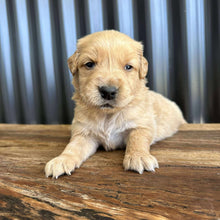 Load image into Gallery viewer, PRINCE - Male Golden Retriever - Ready 10th Sept