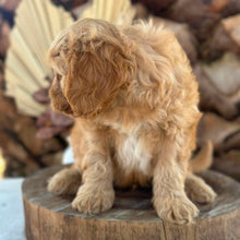 Load image into Gallery viewer, PRINCE - Male Toy Cavoodle - Ready Now