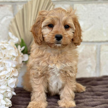Load image into Gallery viewer, PRINCE - Male Toy Cavoodle - Ready for Home NOW