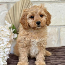Load image into Gallery viewer, PRINCE - Male Toy Cavoodle - Ready for Home NOW