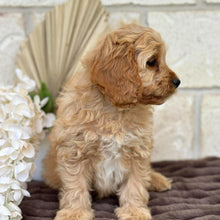 Load image into Gallery viewer, PRINCE - Male Toy Cavoodle - Ready for Home NOW
