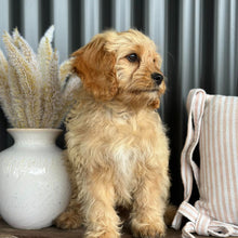 Load image into Gallery viewer, PRINCE - Male Toy Cavoodle - Ready for Home NOW