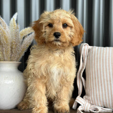 Load image into Gallery viewer, PRINCE - Male Toy Cavoodle - Ready for Home NOW