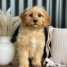 Load image into Gallery viewer, PRINCE - Male Toy Cavoodle - Ready for Home NOW