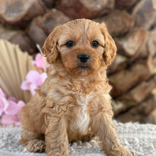 Load image into Gallery viewer, PRINCE - Male Toy Cavoodle - Ready 2nd September
