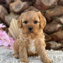 Load image into Gallery viewer, PRINCE - Male Toy Cavoodle - Ready 2nd September