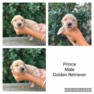 PRINCE - Male Golden Retriever - Ready 10th Sept