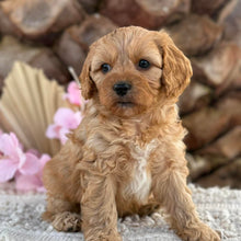 Load image into Gallery viewer, PRINCE - Male Toy Cavoodle - Ready 2nd September