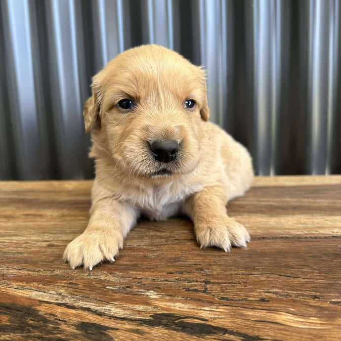 PRINCE - Male Golden Retriever - Ready 10th Sept