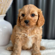 Load image into Gallery viewer, PRINCE - Male Toy Cavoodle - Ready 2nd Sept