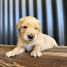 Load image into Gallery viewer, PRINCE - Male Golden Retriever - Ready 10th Sept