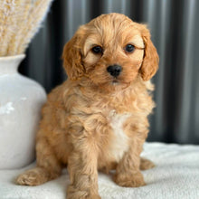 Load image into Gallery viewer, PRINCE - Male Toy Cavoodle - Ready 2nd Sept