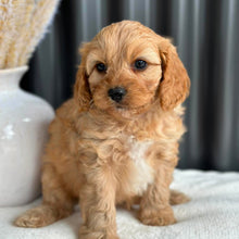 Load image into Gallery viewer, PRINCE - Male Toy Cavoodle - Ready 2nd Sept
