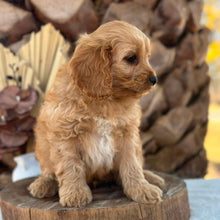 Load image into Gallery viewer, PRINCE - Male Toy Cavoodle - Ready Now