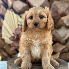Load image into Gallery viewer, PRINCE - Male Toy Cavoodle - Ready Now