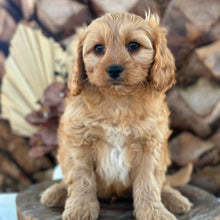 Load image into Gallery viewer, PRINCE - Male Toy Cavoodle - Ready Now