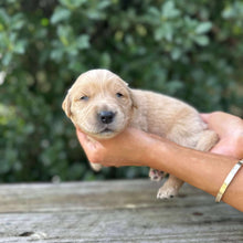Load image into Gallery viewer, PRINCE - Male Golden Retriever - Ready 10th Sept