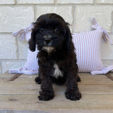 Load image into Gallery viewer, SPECIAL PROMO: QUALAH  - Female Toy Cavoodle - Ready Now