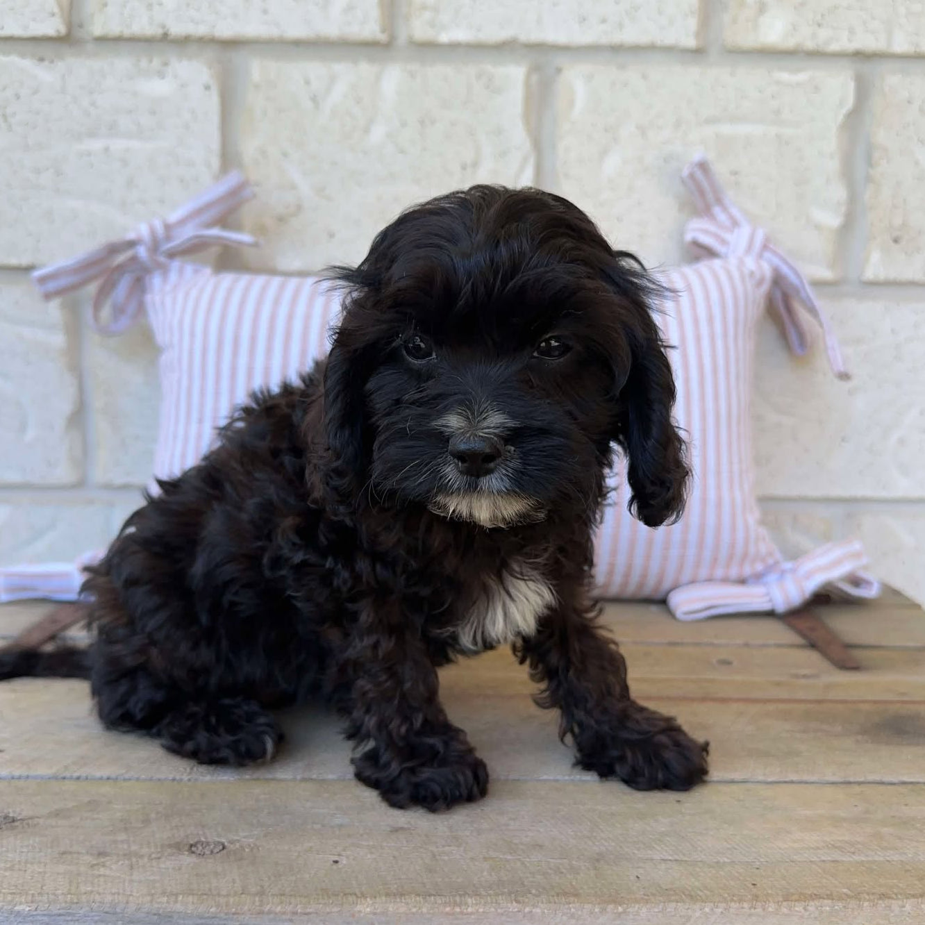 SPECIAL PROMO: QUALAH  - Female Toy Cavoodle - Ready Now