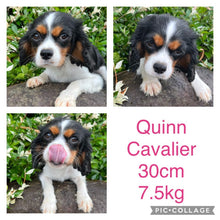 Load image into Gallery viewer, QUINN - Female Cavalier - ADULT REHOMER - Ready Now