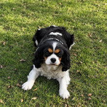 Load image into Gallery viewer, QUINN - Female Cavalier - ADULT REHOMER - Ready Now