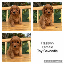 Load image into Gallery viewer, RAELYNN - Female  Toy Cavoodle - Ready 17th Feb