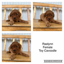 Load image into Gallery viewer, RAELYNN - Female  Toy Cavoodle - Ready 17th Feb