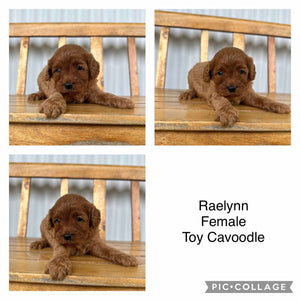 RAELYNN - Female  Toy Cavoodle - Ready 17th Feb