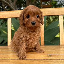 Load image into Gallery viewer, RAELYNN - Female  Toy Cavoodle - Ready 17th Feb