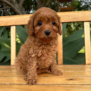 RAELYNN - Female  Toy Cavoodle - Ready 17th Feb