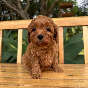 RAELYNN - Female  Toy Cavoodle - Ready 17th Feb