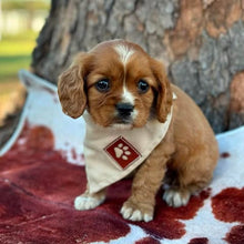Load image into Gallery viewer, RAGGY - Male Cavalier - Ready 6th July