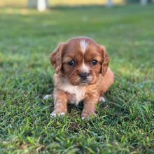 Load image into Gallery viewer, RAGGY - Male Cavalier - Ready 6th July