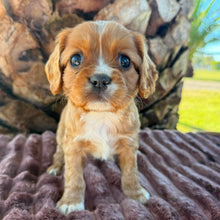Load image into Gallery viewer, RAGGY - Male Cavalier - Ready 6th July