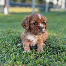 Load image into Gallery viewer, RAGGY - Male Cavalier - Ready 6th July