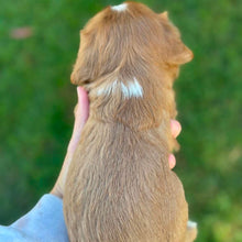 Load image into Gallery viewer, RAGGY - Male Cavalier - Ready 6th July
