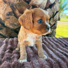 Load image into Gallery viewer, RAGGY - Male Cavalier - Ready 6th July