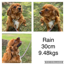 Load image into Gallery viewer, RUMBLE - Male Toy / Mini Cavoodle - Ready Now