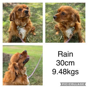 RUMBLE - Male Toy / Mini Cavoodle - Ready Now