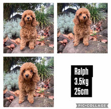 Load image into Gallery viewer, DALLAS - Male Toy Cavoodle -  Ready Now