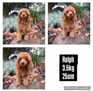 DALLAS - Male Toy Cavoodle -  Ready Now