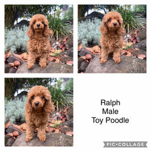 Load image into Gallery viewer, TOBY - Male Toy Cavoodle - Ready 4th June