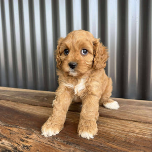 RANGER - Male Toy  Cavoodle - Ready 23rd Oct