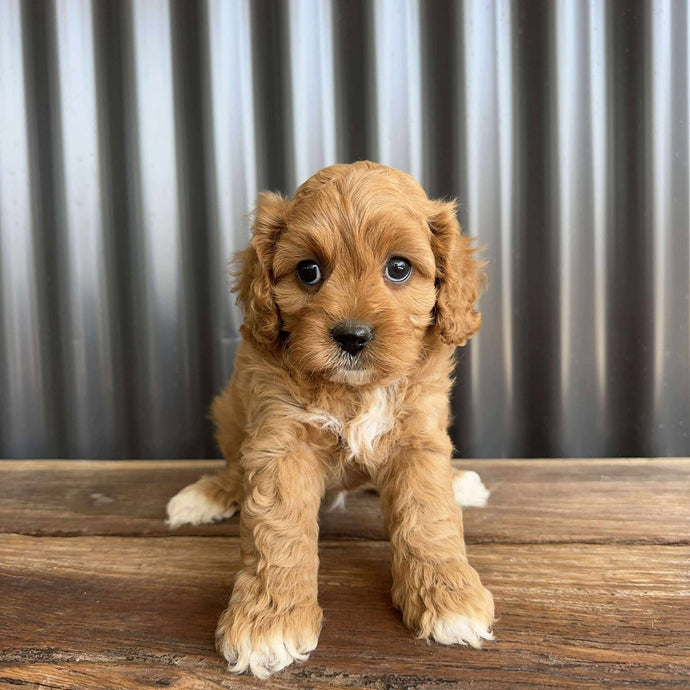 RANGER - Male Toy  Cavoodle - Ready 23rd Oct