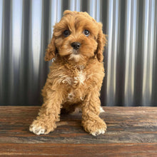 Load image into Gallery viewer, RANGER - Male Toy  Cavoodle - Ready Now