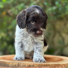 Load image into Gallery viewer, RASCAL - Male Toy Spoodle - Ready 31st Jan