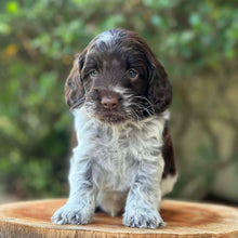 Load image into Gallery viewer, RASCAL - Male Toy Spoodle - Ready 31st Jan