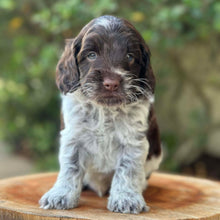 Load image into Gallery viewer, RASCAL - Male Toy Spoodle - Ready 31st Jan